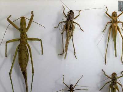 Tra quest�ultime spicca la Saga pedo, meglio nota come �cavalletta gigante europea�, rinvenuta nei pressi di Minervino, Cassano e Altamura. � un insetto raro, inserito nelle cosiddette �liste rosse�: cataloghi che riportano le specie a rischio di estinzione